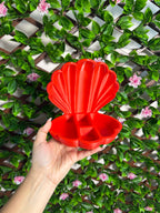 Seashell Jewelry/Trinket Organizer